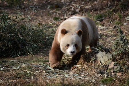 Brown giant panda approaching on leafy ground.