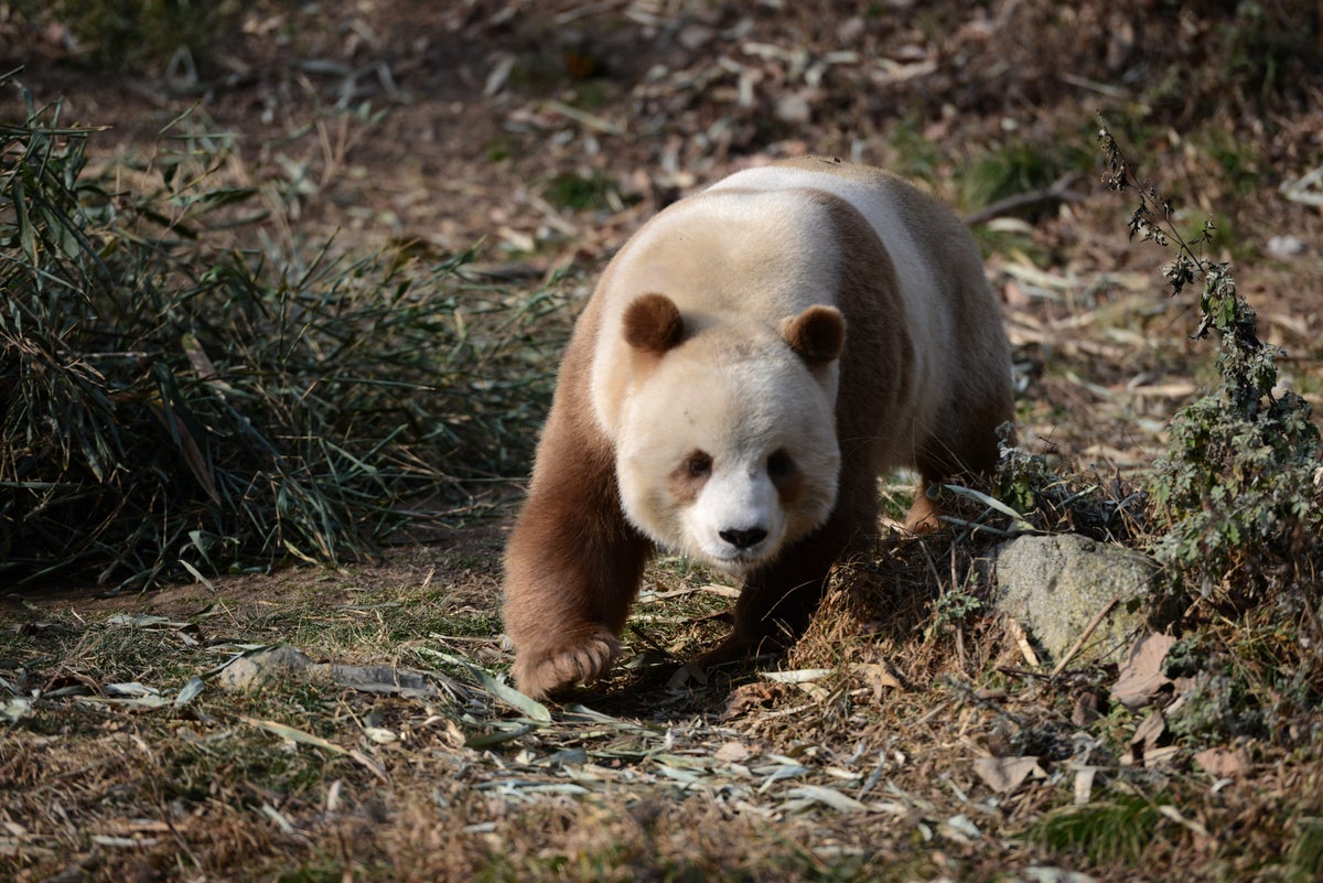 Brown giant panda approaching on leafy ground.