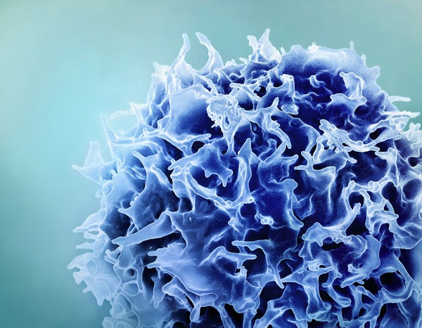 Colorized scanning electron micrograph of a T cell.