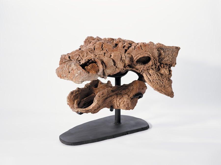 Fossil head on display