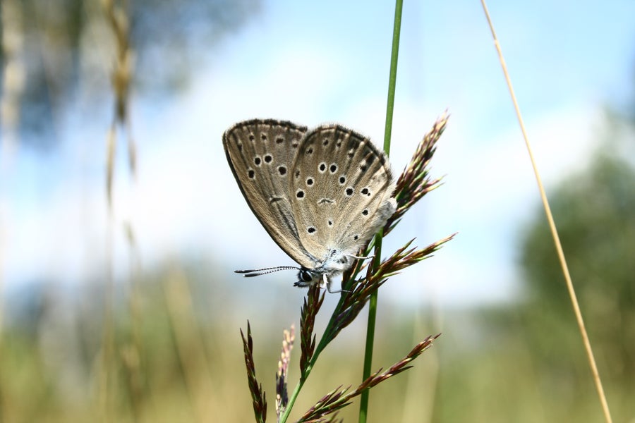A bluish gray butterfly with spots on its wings perches on a plant.