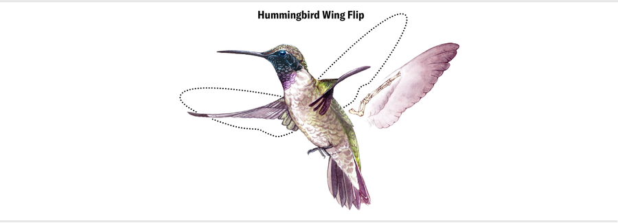An illustration of a hummingbird in flight with wing overlays shows their unusual flapping stoke. The shoulder rotates, allowing the wing to flip over completely.