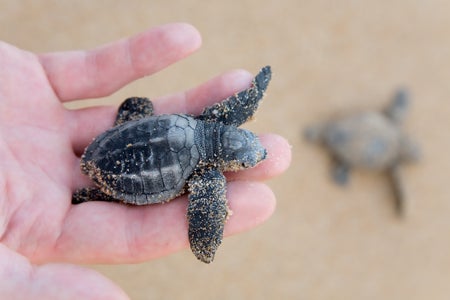 Loggerhead turtle hatchling in palm of hand above sandy beach