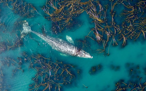 Overhead drone photograph of a gray whale swimming through seaweed