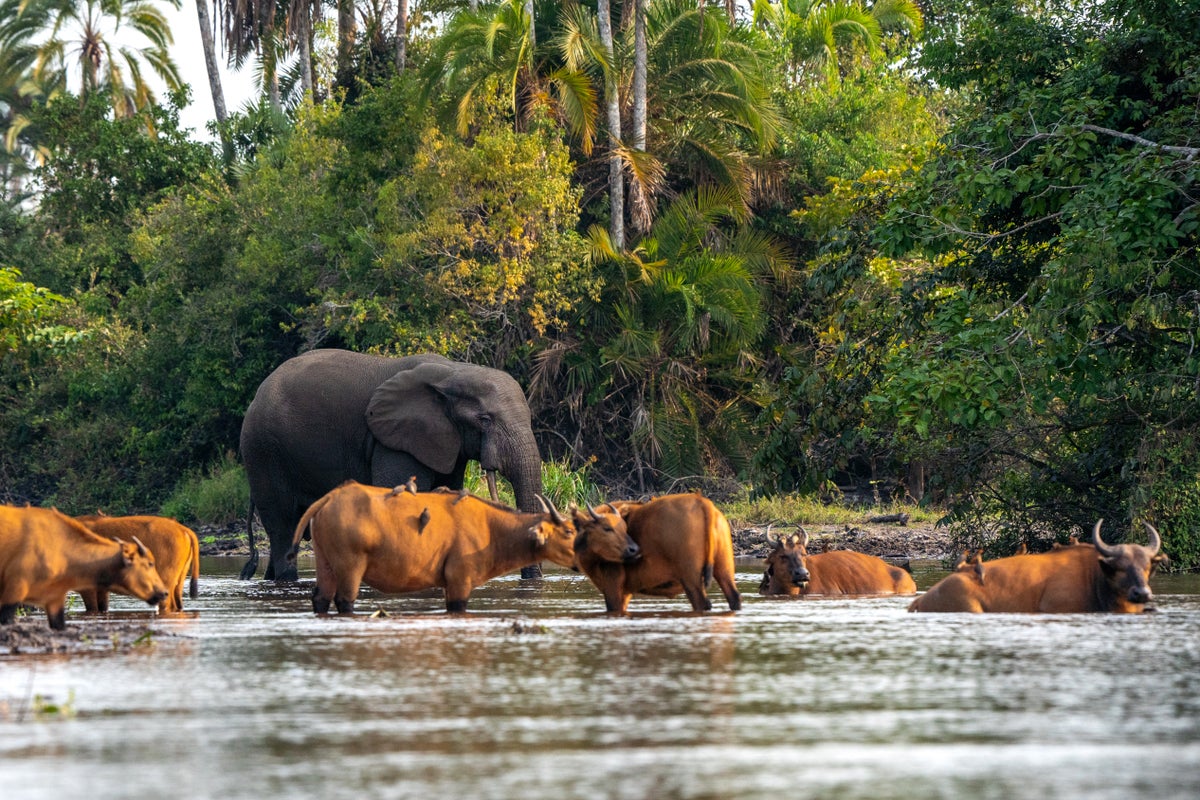 Elephants and other animals congregate at a watering hole in the Republic of Congo.