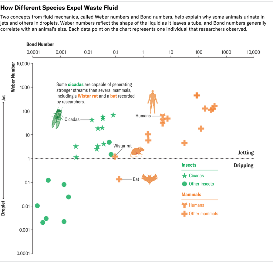 Scatter plot shows the urinary dynamics of various species, from cicadas to elephants.