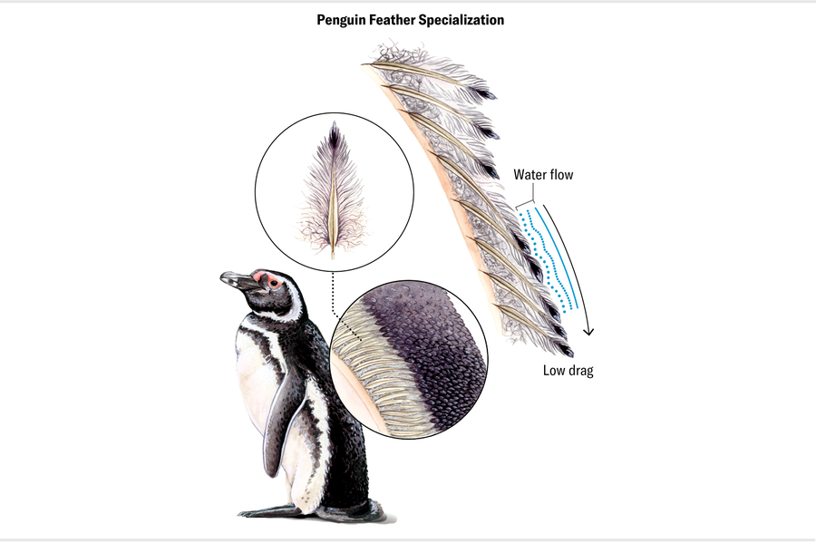 An illustration of a penguin is accompanied by several feather details. Densely packed feathers on the penguin’s back traps a thin layer of water near the bird.