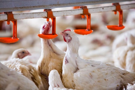 2 young broiler chickens craning their necks upwards from a larger group of chickens to drink from a water dispenser