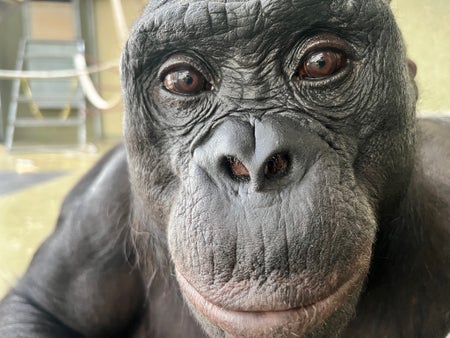 Kanzi, a language trained bonobo