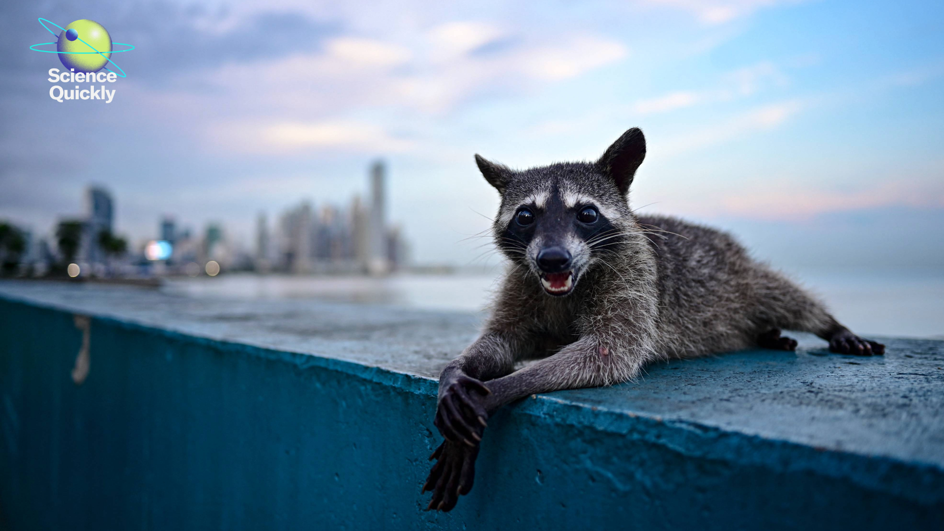 A raccoon sitting on a blue ledge with a city skyline in the background.