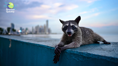 A raccoon sitting on a blue ledge with a city skyline in the background.