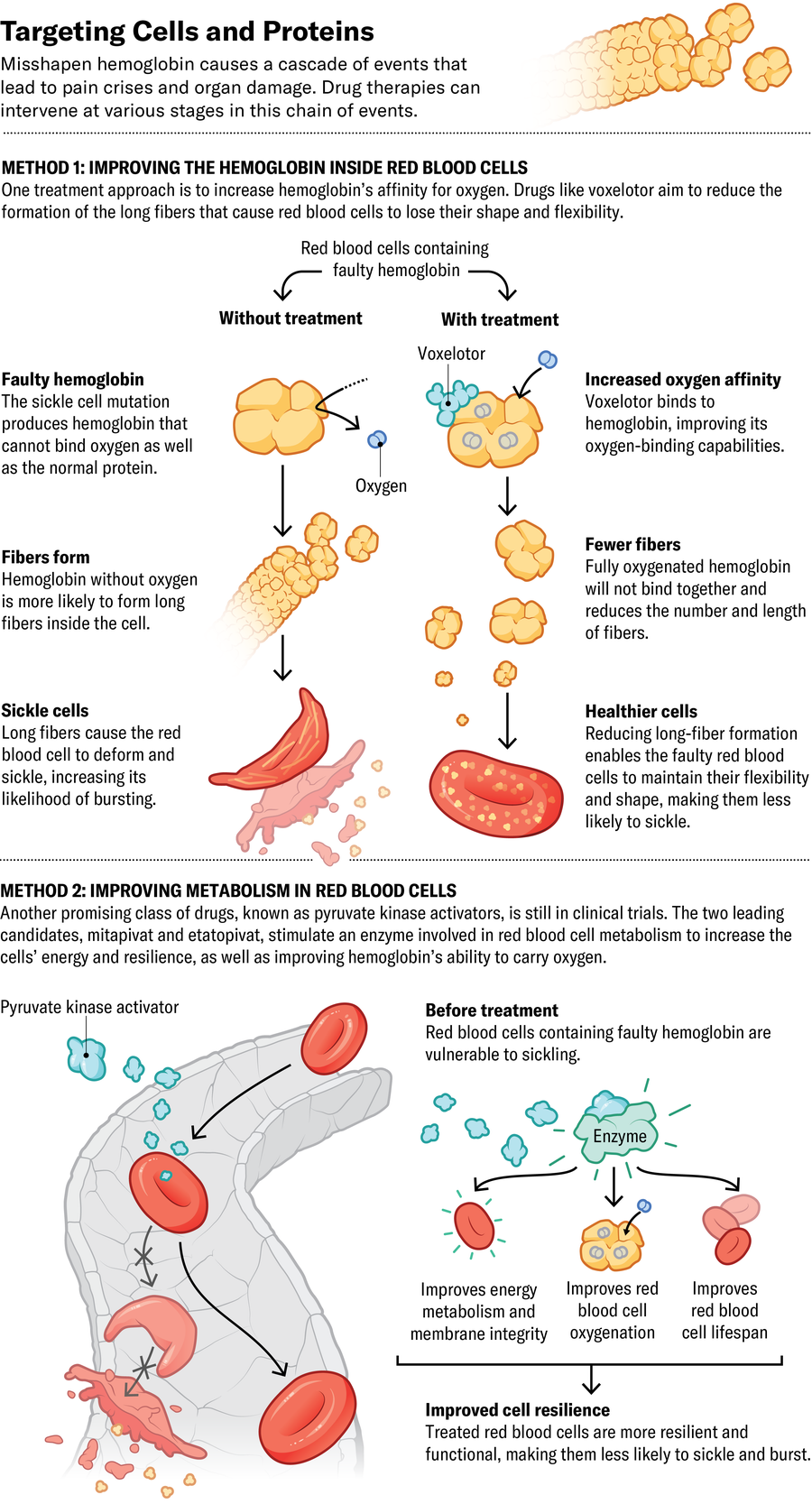 Misshapen hemoglobin causes a cascade of events that lead to pain crises and organ damage. Illustration shows two approaches that drug therapies use to target cells and proteins in an effort to stop this chain of events. Strategies include improving the hemoglobin inside red blood cells, and improving metabolism in red blood cells.