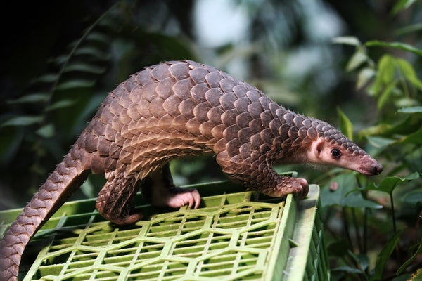 A brown, scaly pangolin sit atop a green plastic crate in front of a leafy forest