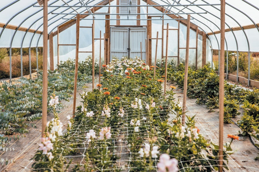 Greenhouse with snapdragons and zinnias