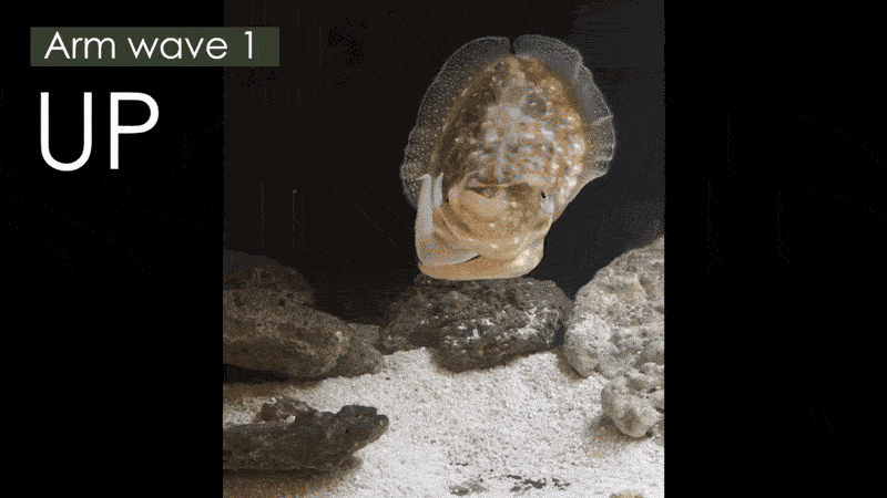 A gif loop of cuttlefish making four different "waving" displays