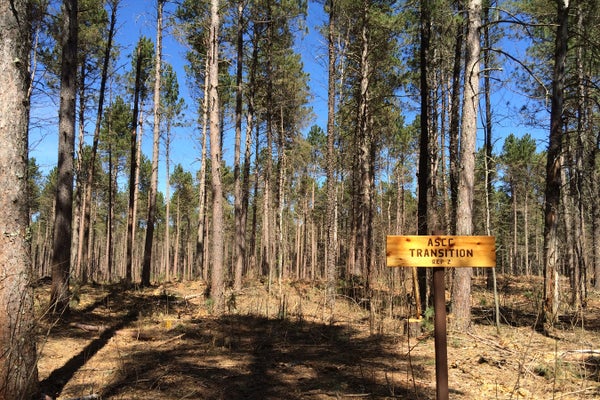Forest with yellow sign reading "ASCC TRANSITION REP 2"
