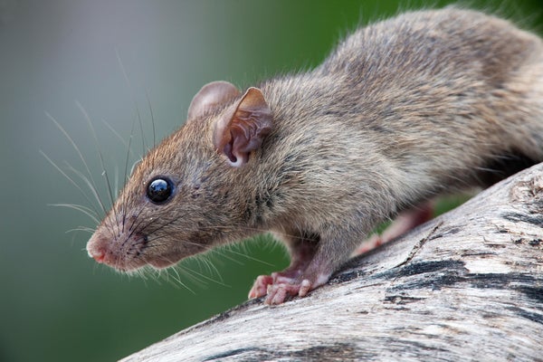 Tampilan profil tikus di log