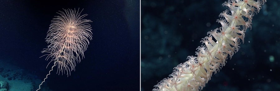 Deep-sea corals that are known to be bioluminescent