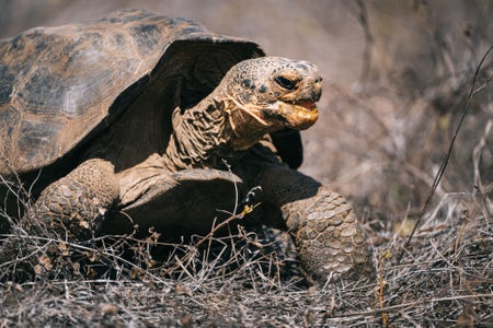 A tortoise seen partly in profile with its mouth open walking through grass