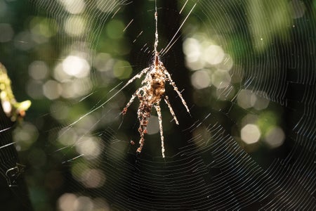 Spider sewing a spiderweb