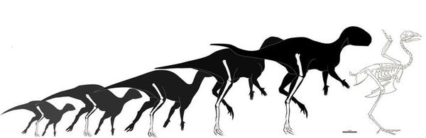 Formas que indican el crecimiento de Foskeia pelendonum en cinco tamaños, terminando en un poco más grande que un pollo contemporáneo.