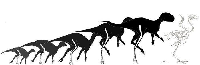 Shapes indicating the growth of Foskeia pelendonum in five sizes, ending just larger than a contemporary chicken