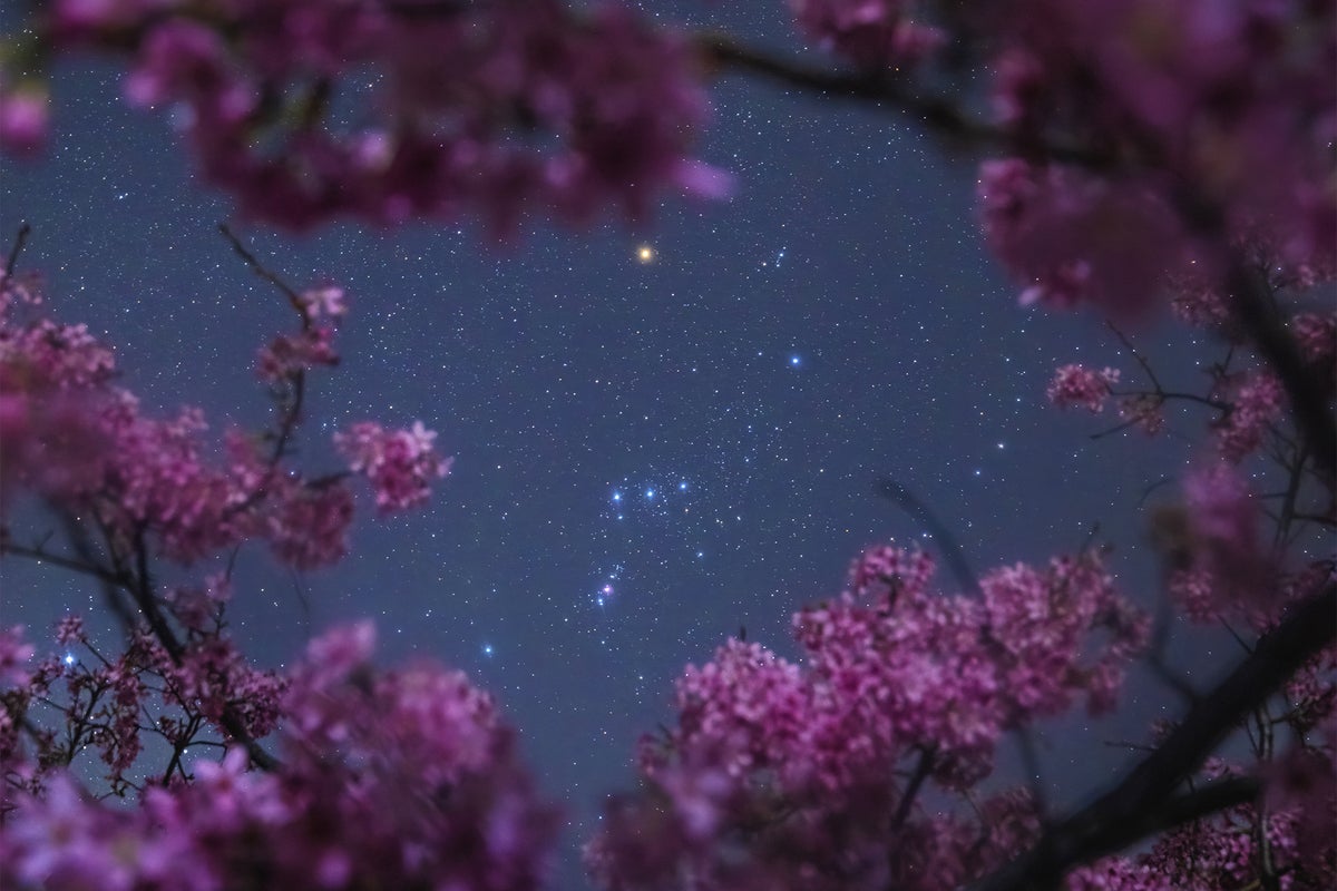 The constellation Orion is seen in the night sky framed by the branches of a blossoming cherry tree