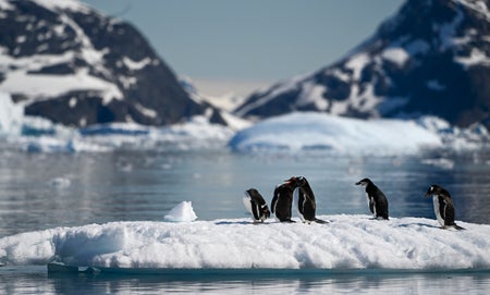 Penguins in the antarctic.