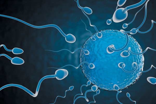 Illustration of sperm going to an egg