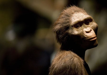 Rendering of Lucy Australopithecus afarensis