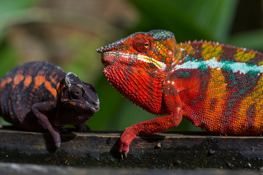 Два шарена камелеона.