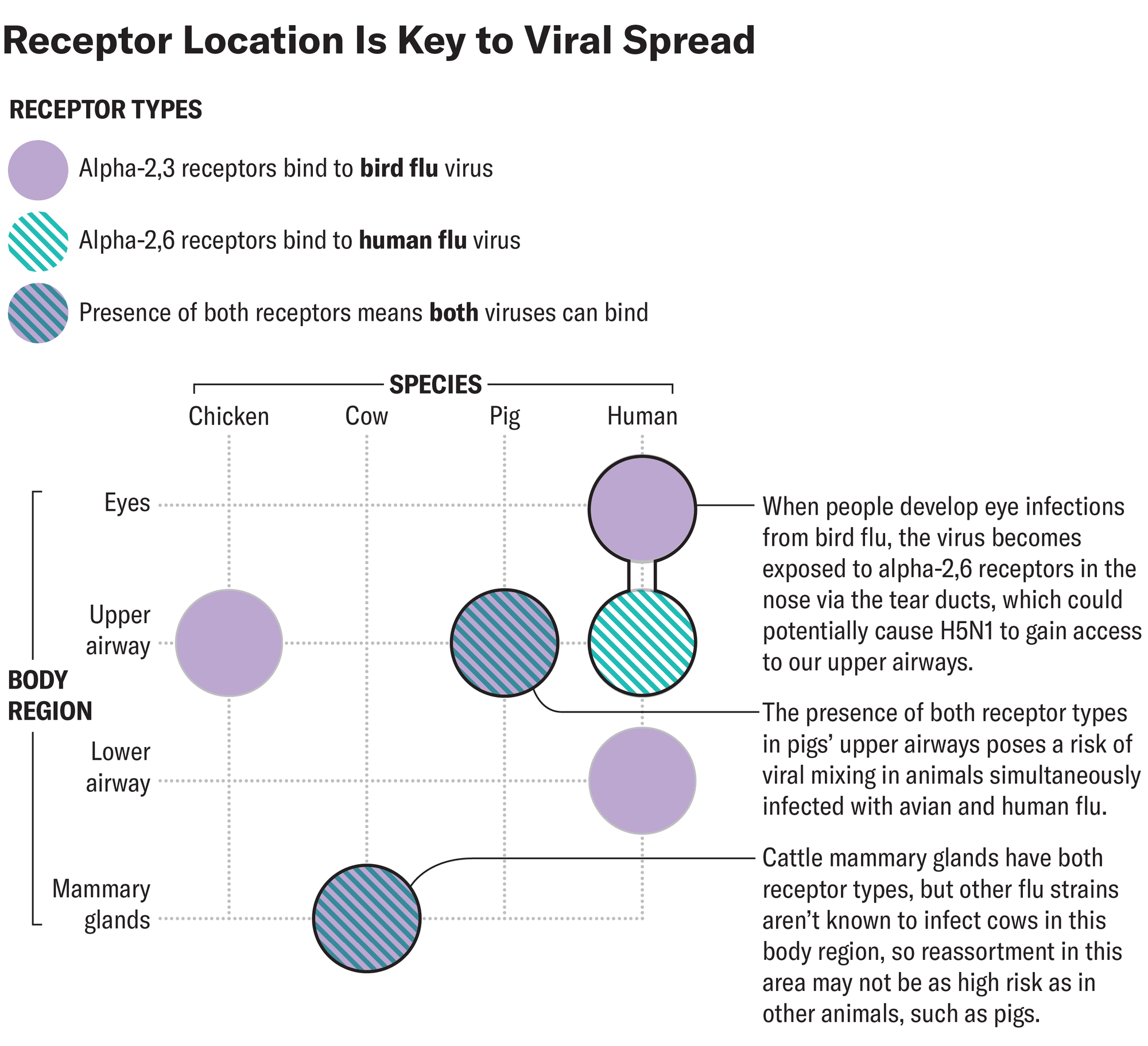 Could Bird Flu Spread between Humans? Here’s What It Would Take ...