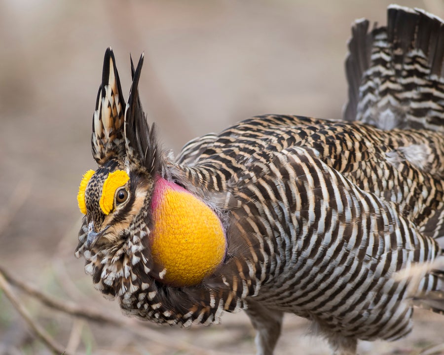 A Booming and displaying Greater Prairie Chicken in the spring