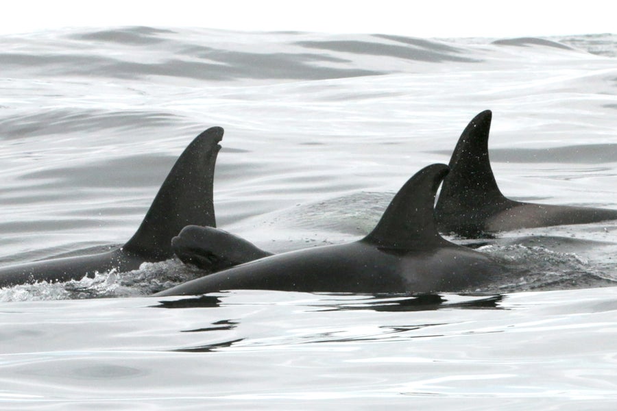 Baby pilot whale swims alongside killer whales