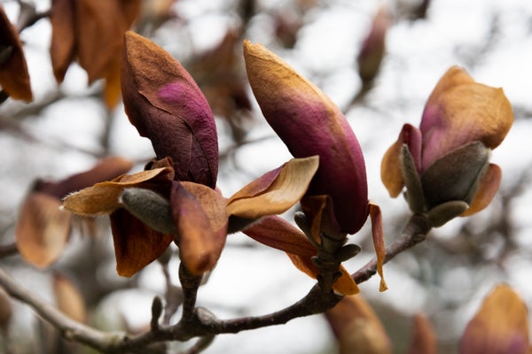 Frost destroys budding magnolia flowers on a tree.
