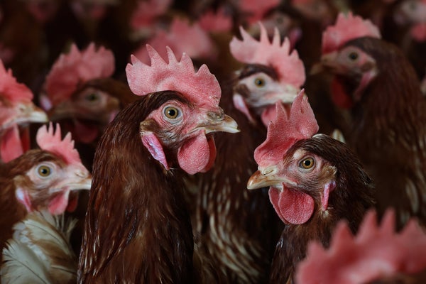 Ayam berdiri di rumah ayam di Petaluma, California pada 18 Februari 2025.