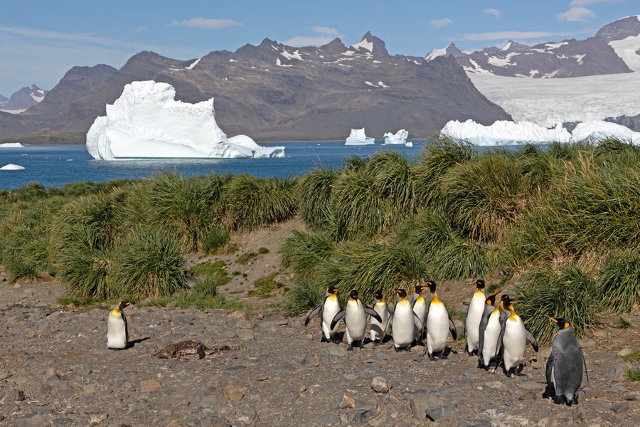 Penguins walking near carcass of another dead penguin