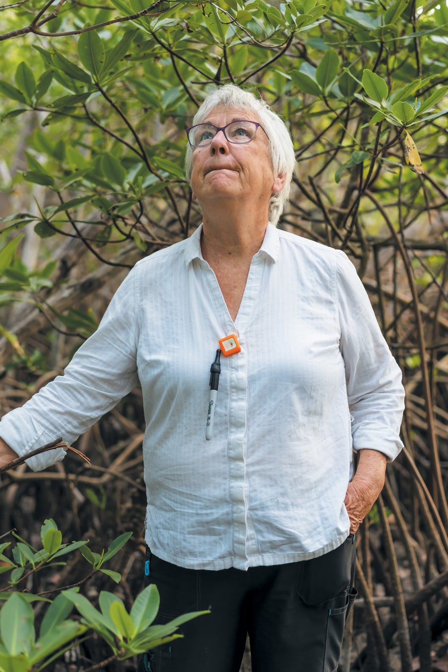 Mangrove Trees Are on the Move, Taking the Tropics with Them