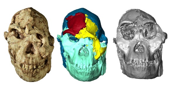 Three skull shapes