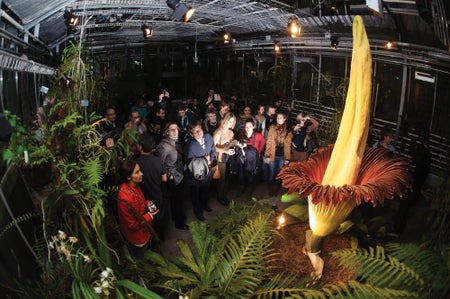 Visitors look at the Arum Titan.
