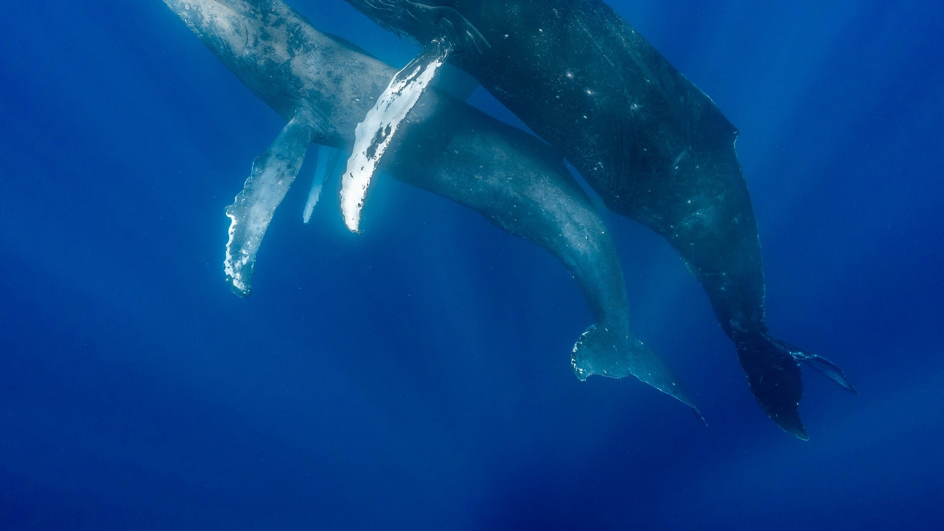 Humpback Whale Sex Observed for the First Time Ever, between Two Males |  Scientific American