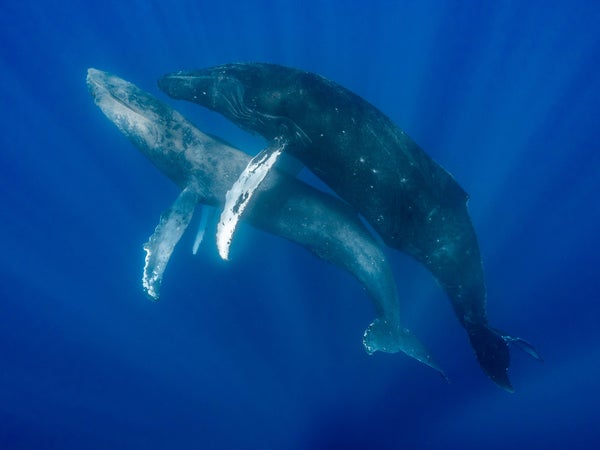 Two male whales having sex