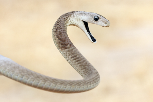 Black Mamba Snake with open mouth