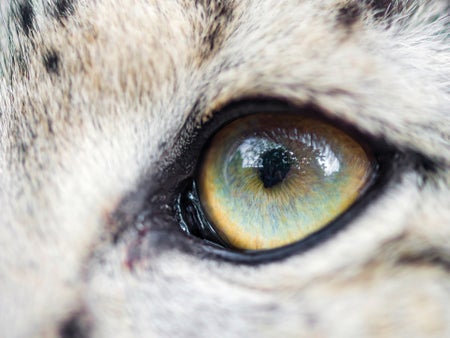 Close up of a snow leopard eye