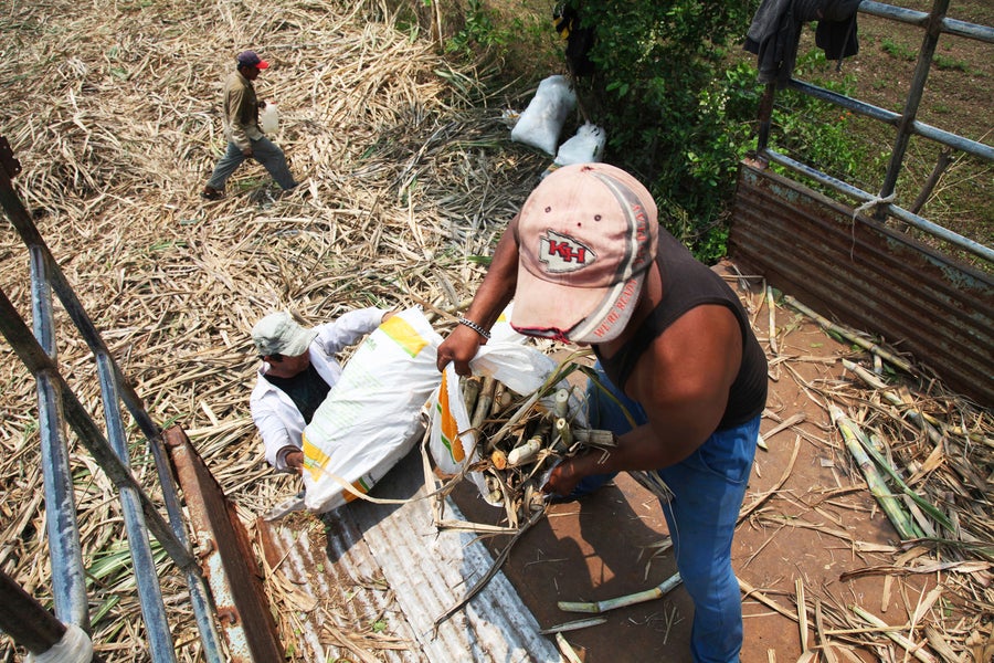 View from above of contracted workers diagnosed with chronic kidney disease of nontraditional causes (CKDnT) load the days cutting of sugarcane onto a truck in Chichigalpa, Nicaragua