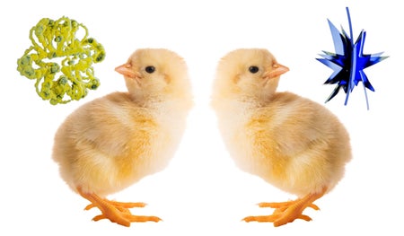 A composite image of two chicks considering spiky and bulbous abstract shapes