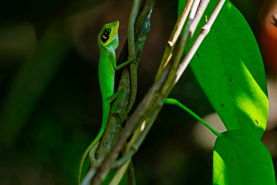 A lizard on a tree branch.