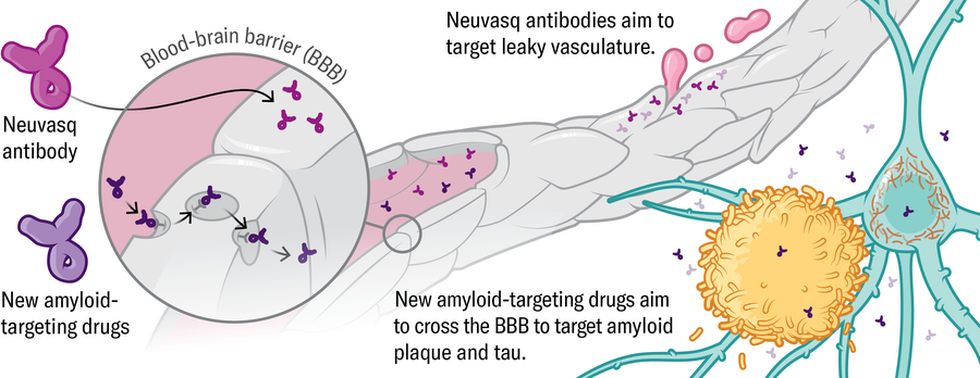 A ilustração mostra como os medicamentos neuvasq e direcionados a amilóides podem interagir com a barreira hematoencefálica para reparar vasculatura com vazamento ou atravessar a barreira para atingir a placa amilóide e a tau diretamente.