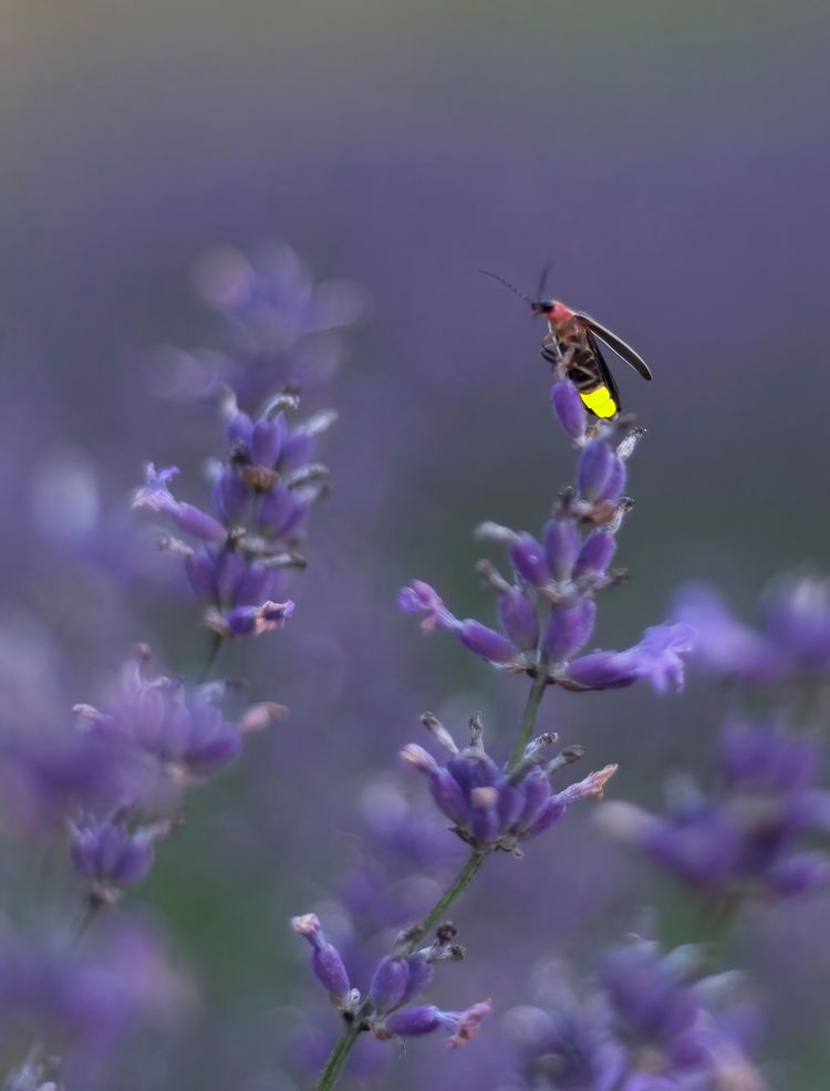 Spring Firefly How Does a Bioluminescent Petunia Glow? | Scientific American