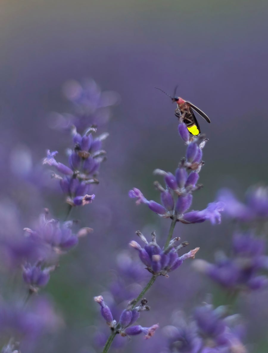 Firefly sitting on purple plant